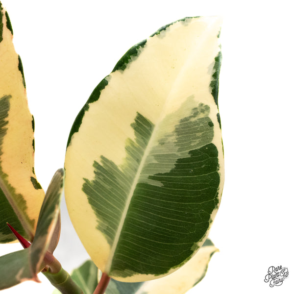 Ficus Elastica cv. 'Asahi' (wk47-UN)