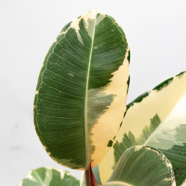 Ficus Elastica cv. 'Asahi' (wk47-UN)