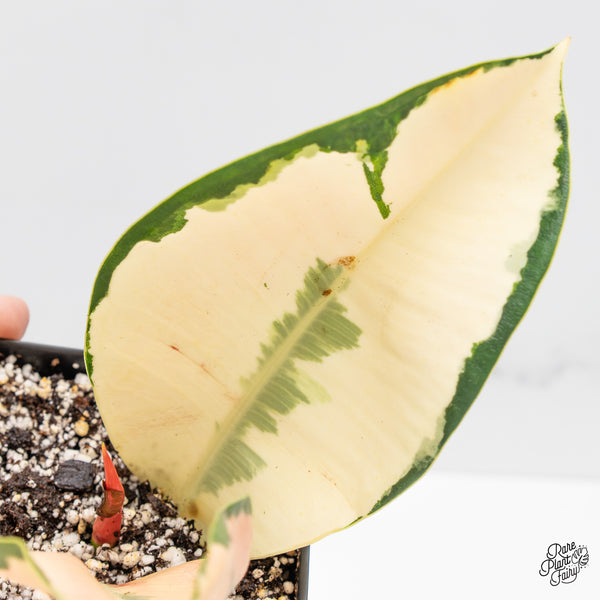 Ficus Elastica cv. 'Asahi' (wk51-US)