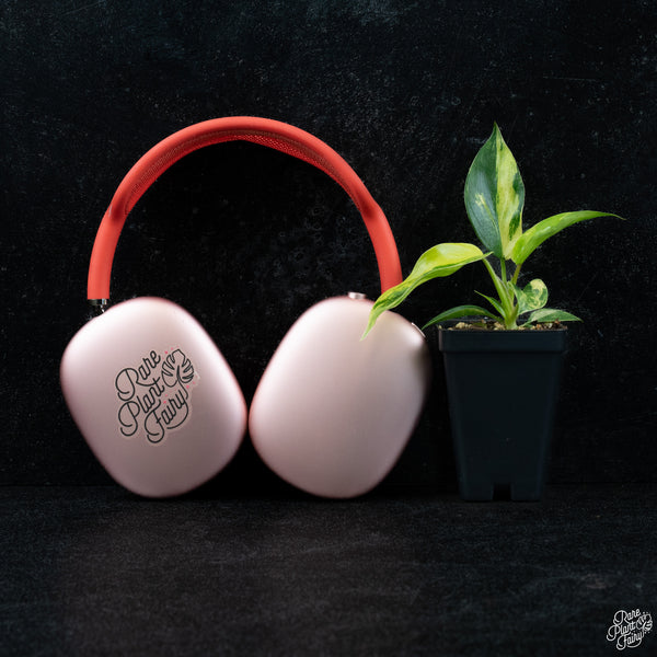 Philodendron 'Florida Beauty' *Grower's choice*