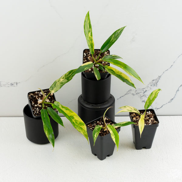 Philodendron 'Florida Beauty' x 'Tortum' *Grower's Choice*