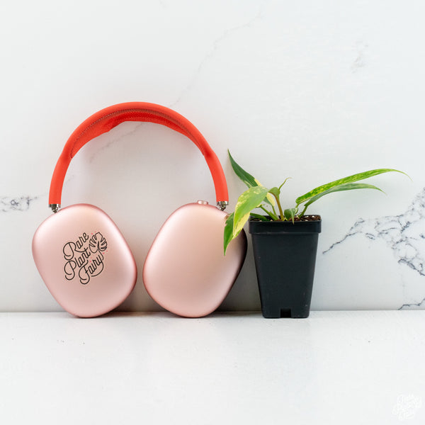 Philodendron 'Florida Beauty' x 'Tortum' *Grower's Choice*