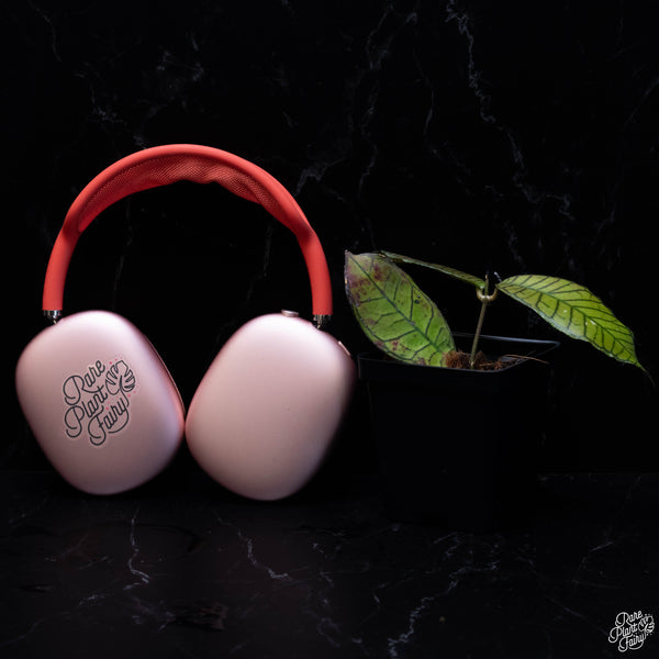 Hoya sp. Gunung Gading *Grower's Choice*