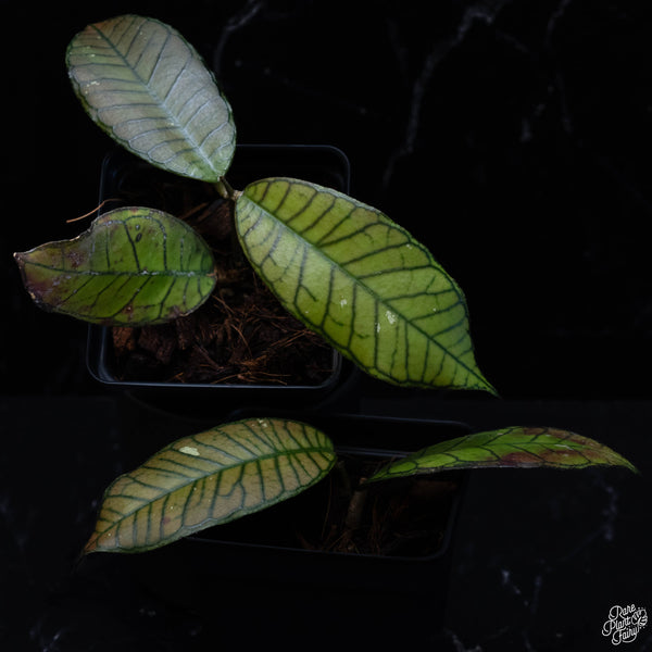 Hoya sp. Gunung Gading *Grower's Choice*