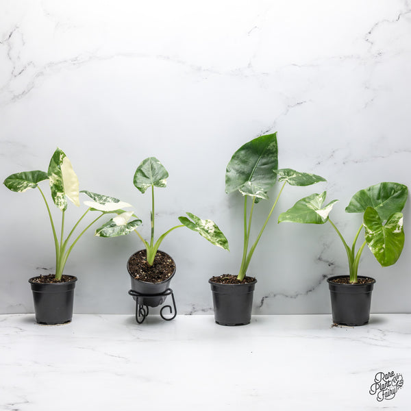 Alocasia 'Apaloosa' Gold *Grower's choice*