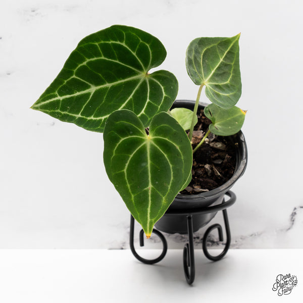 Anthurium 'Clarinervium' *Grower's choice*