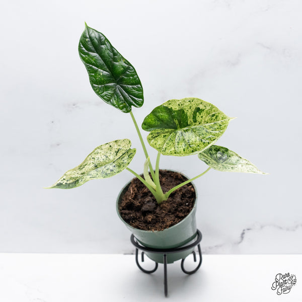 Alocasia 'Dragon Scale' Mint Variegated *Grower's Choice*