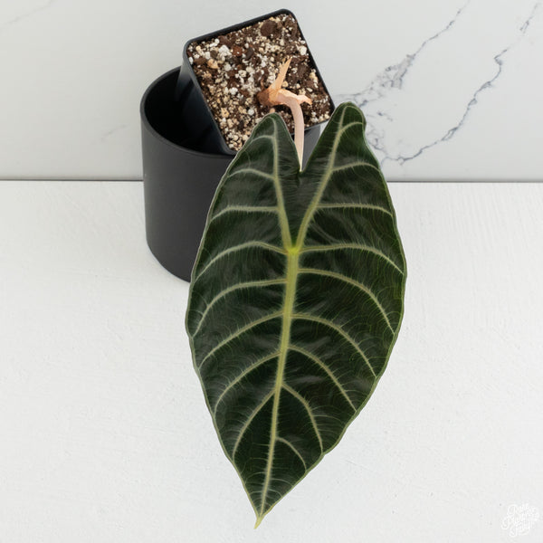 Alocasia longiloba 'Grandis' *Grower's choice*