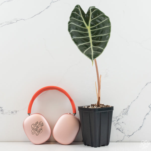 Alocasia longiloba 'Grandis' *Grower's choice*