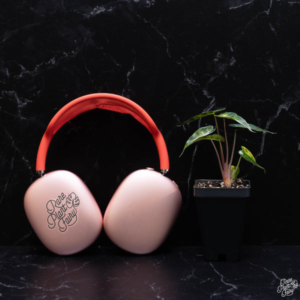 Alocasia 'Bambino' aurea variegated *Grower's choice*