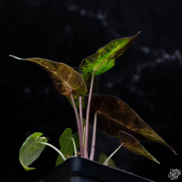 Alocasia 'Bambino' aurea variegated *Grower's choice*