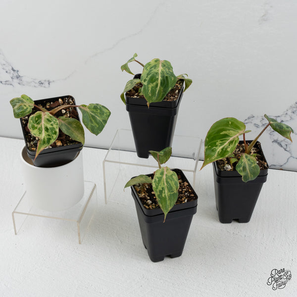 Philodendron gloriosum 'Snow Leopard' variegated *Type 3* *Grower's Choice*