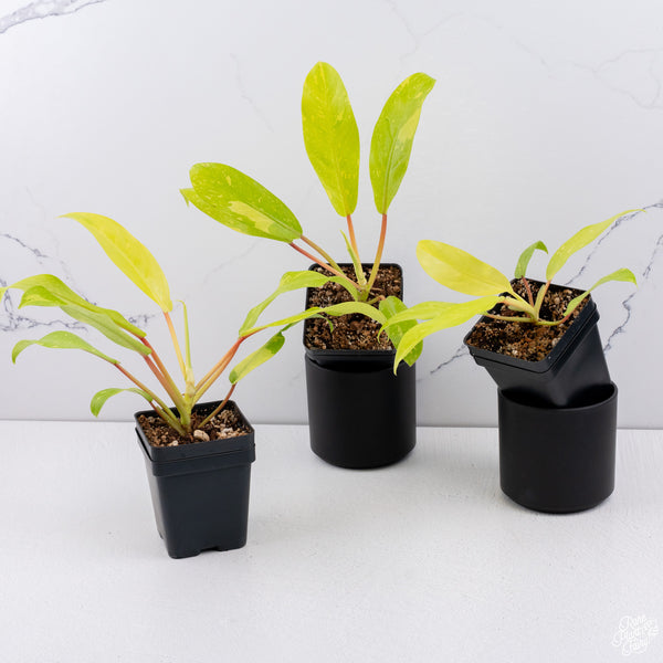 Philodendron 'Golden Goddess' Marble Variegated *Grower's Choice*