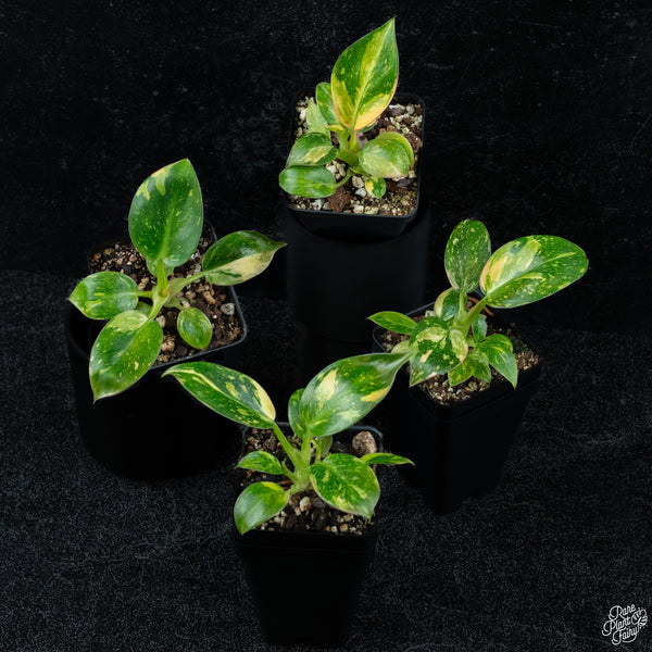 Philodendron 'Green Congo Nuclear’ variegated *Grower's choice*