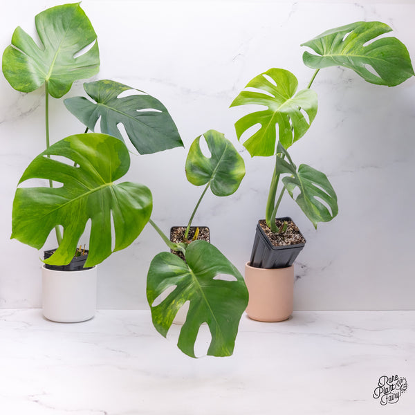 Monstera Deliciosa 'Green on Green' (GOG) Variegated (Large Form) *Grower's Choice*