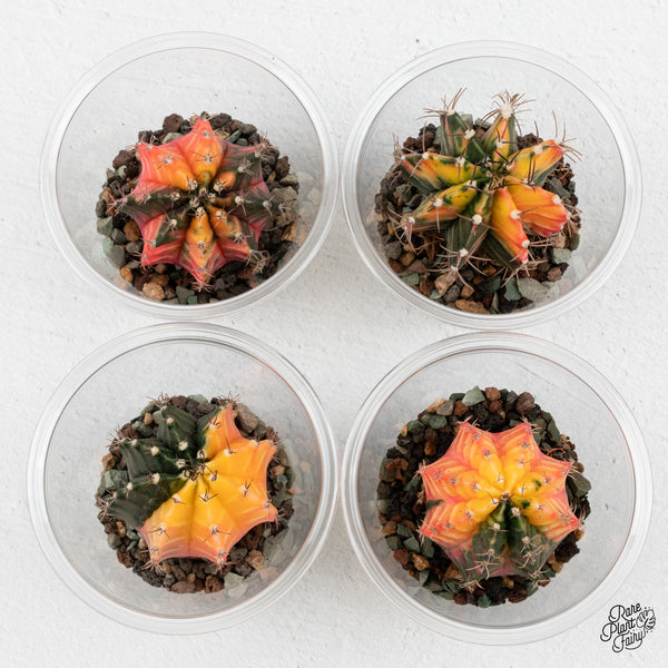 Gymnocalycium Mihanovichii Variegated Cactus *Grower's choice*