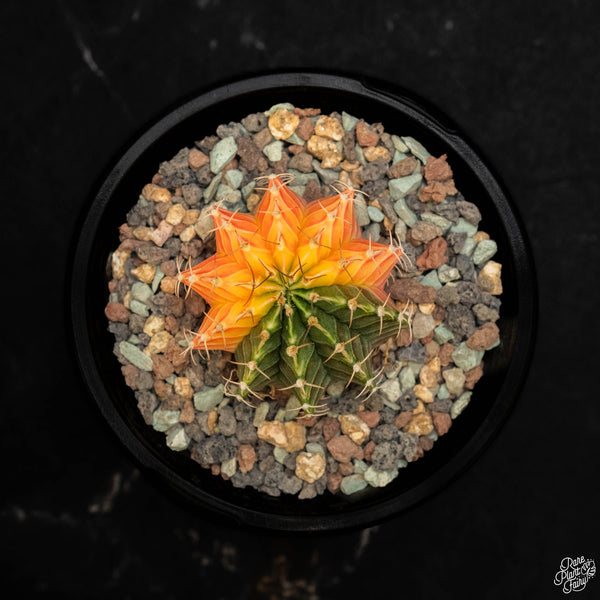 Gymnocalycium mihanovichii variegated cactus