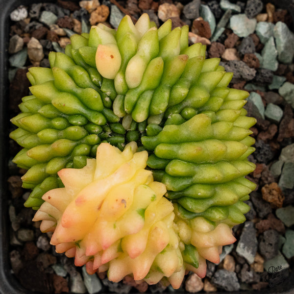Gymnocalycium Mihanovichii Inermis Cristata ‘Spineless’ Variegated Cactus (wk48-C)