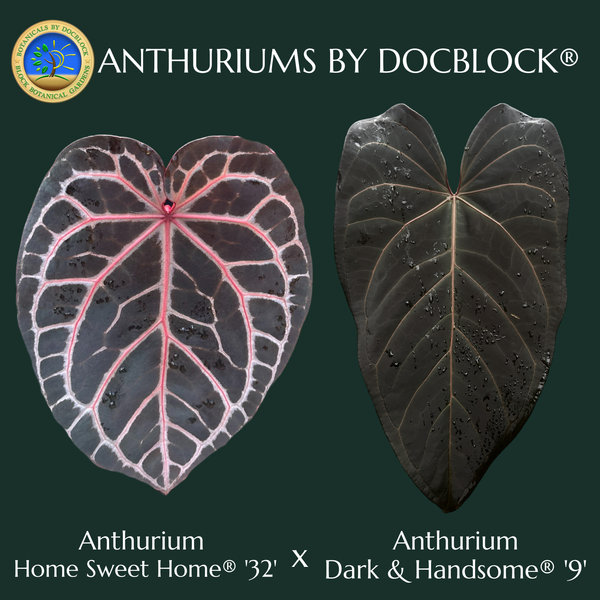 Anthurium Home, Sweet Home '32' x Dark & Handsome '9' by DocBlock® (wk52-N)