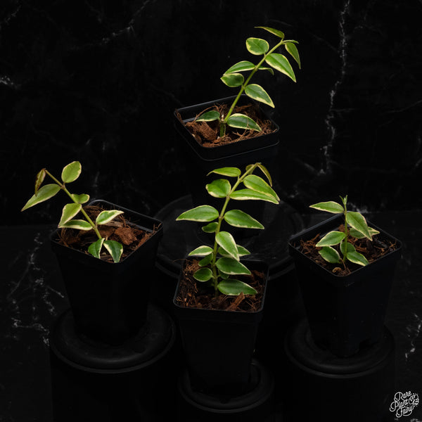 Hoya bella outer variegated *Grower's Choice*