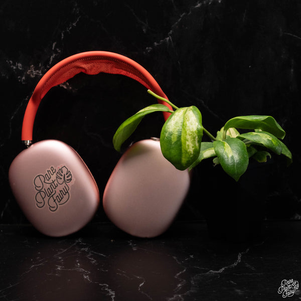 Hoya incrassata inner variegated *Grower's Choice*