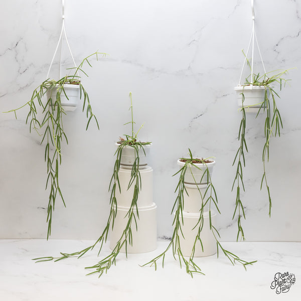 Hoya linearis *Grower's Choice*