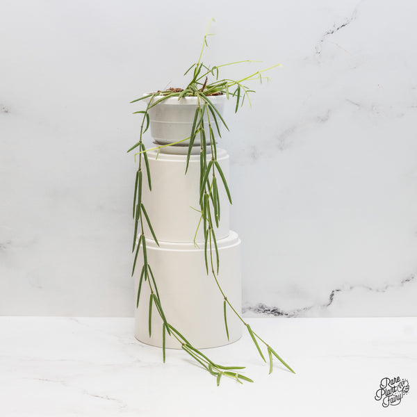 Hoya linearis *Grower's Choice*