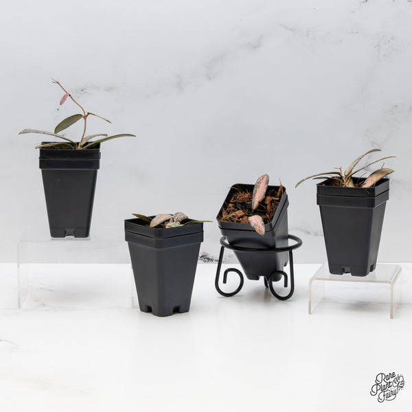 Hoya sigillatis inner variegated *Grower's Choice*