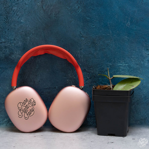 Hoya 'Silver Dollar' *Grower's Choice*