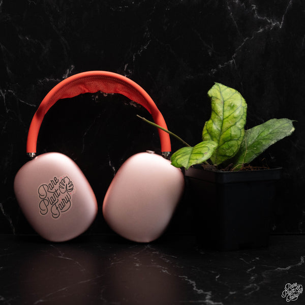 Hoya 'Svetlana' *Grower's Choice*