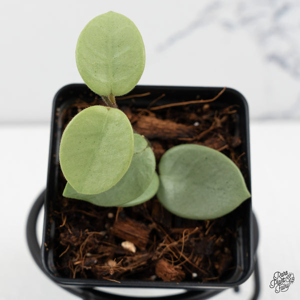 Hoya Mathilde Silver 'Grey Fairy' (wk50-F)