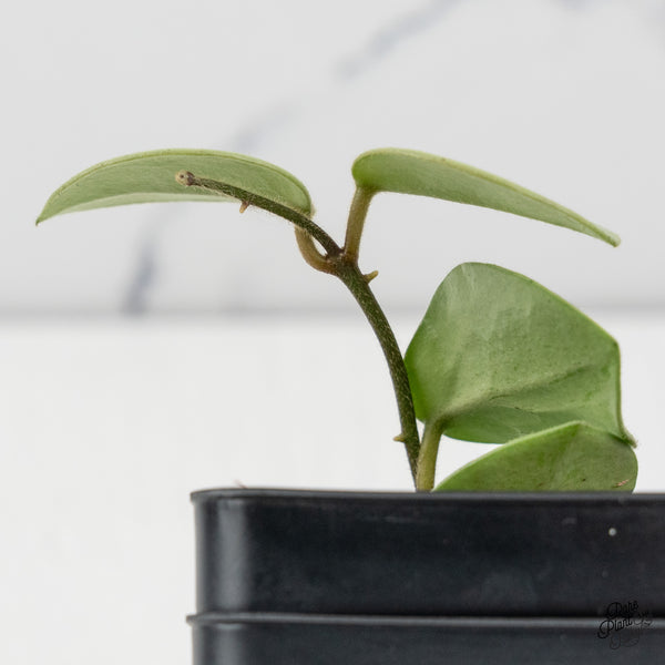 Hoya Mathilde Silver 'Grey Fairy' (wk50-F)