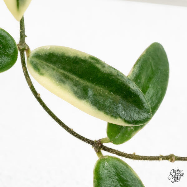 Hoya 'Lyi Prism' Pink Flower (wk48-F)