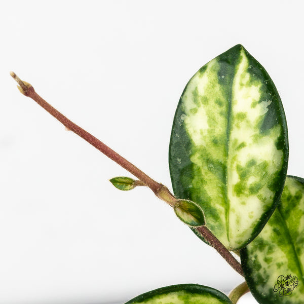 Hoya 'Mathilde' Inner Variegated (wk47-D)