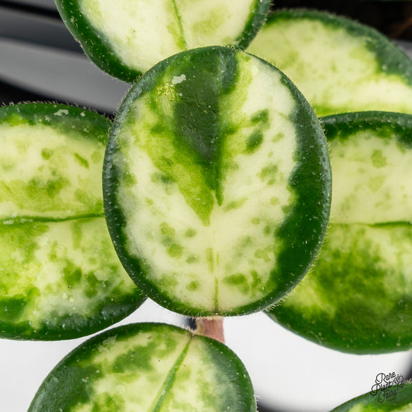 Hoya 'Mathilde' Inner Variegated (wk47-D)