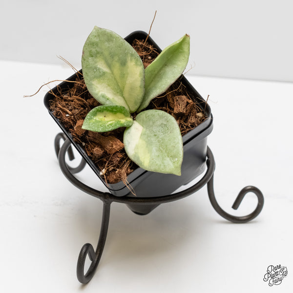 Hoya Carnosa 'Argentea Princess' by Kunzo (wk5-M)