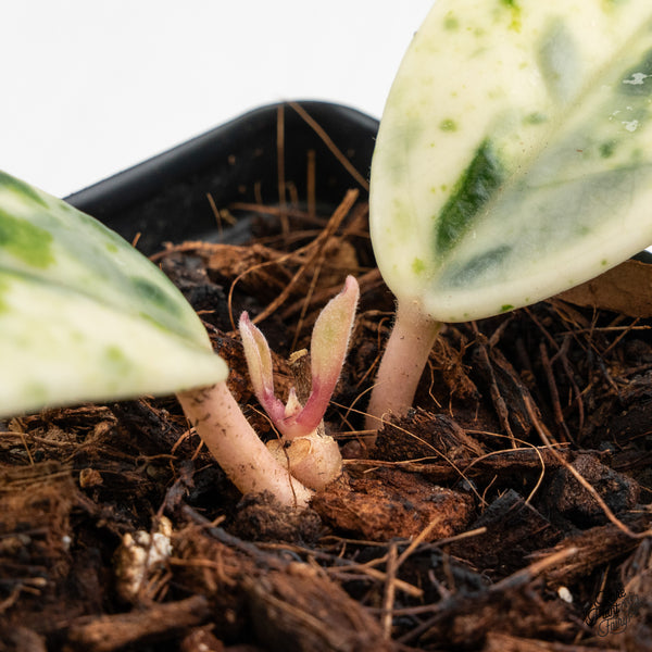 Hoya Carnosa 'Madara' (aka 'Snow Angel') (wk52-P)