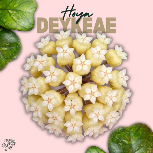 Hoya 'Deykeae' Splash *Grower's Choice*