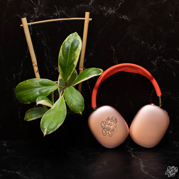 Hoya incrassata albo outer variegated *Grower's Choice*