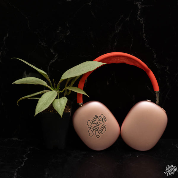 Hoya nicholsoniae 'New Guinea Ghost' *Grower's Choice*