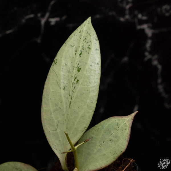 Hoya nicholsoniae 'New Guinea Ghost' *Grower's Choice*