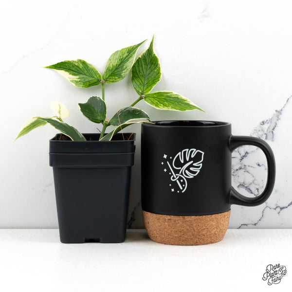 Hoya Polyneura Albomarginata Outer Variegated *Splash* (wk47-P)