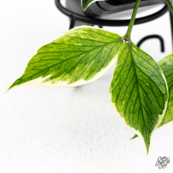 Hoya Polyneura Albomarginata Outer Variegated *Splash* (wk47-P)