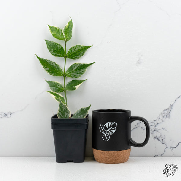 Hoya Polyneura Albomarginata Outer Variegated *Splash* (wk49-L)