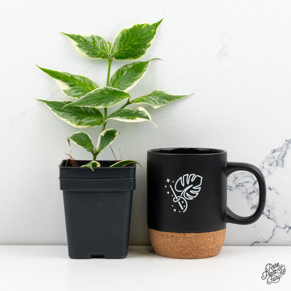 Hoya Polyneura Albomarginata Outer Variegated Splash (wk52-Q)