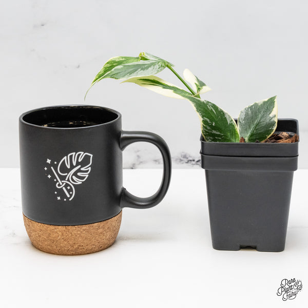 Hoya Polyneura Albomarginata Outer Variegated Splash (wk51-C)