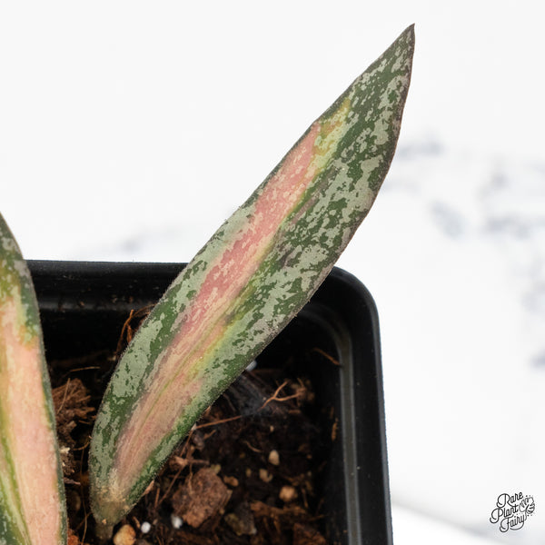 Hoya Sigillatis Inner Variegated (wk48-I)