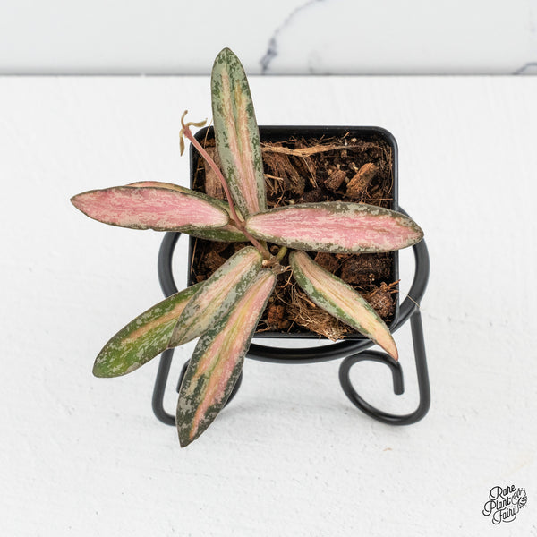 Hoya Sigillatis Inner Variegated (wk50-D)