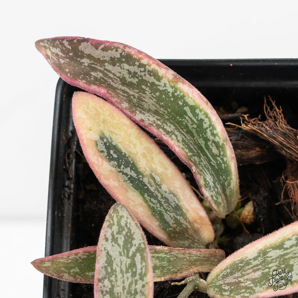 Hoya Sigillatis Outer Variegated (wk48-G)