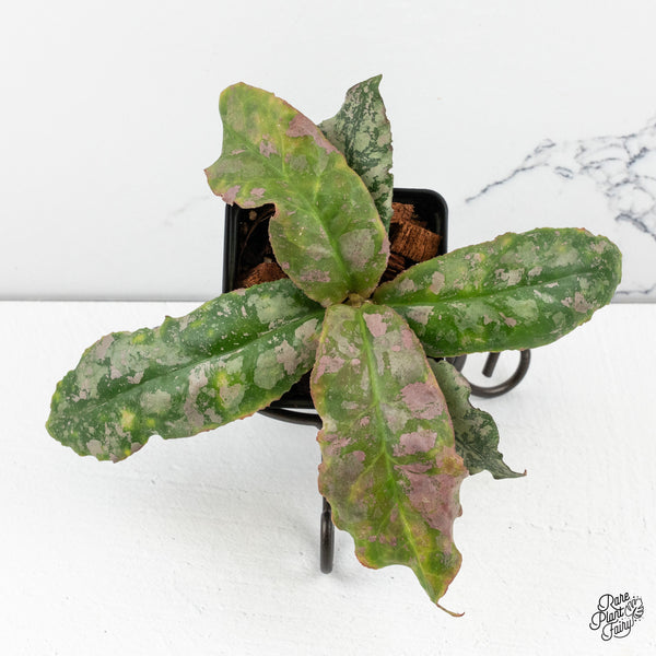 Hoya Undulata 'Silver' (wk50-J)